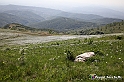 VBS_2538 - Fioritura Narcisi Castelnuovo Nigra 2022 e campi di papaveri rossi